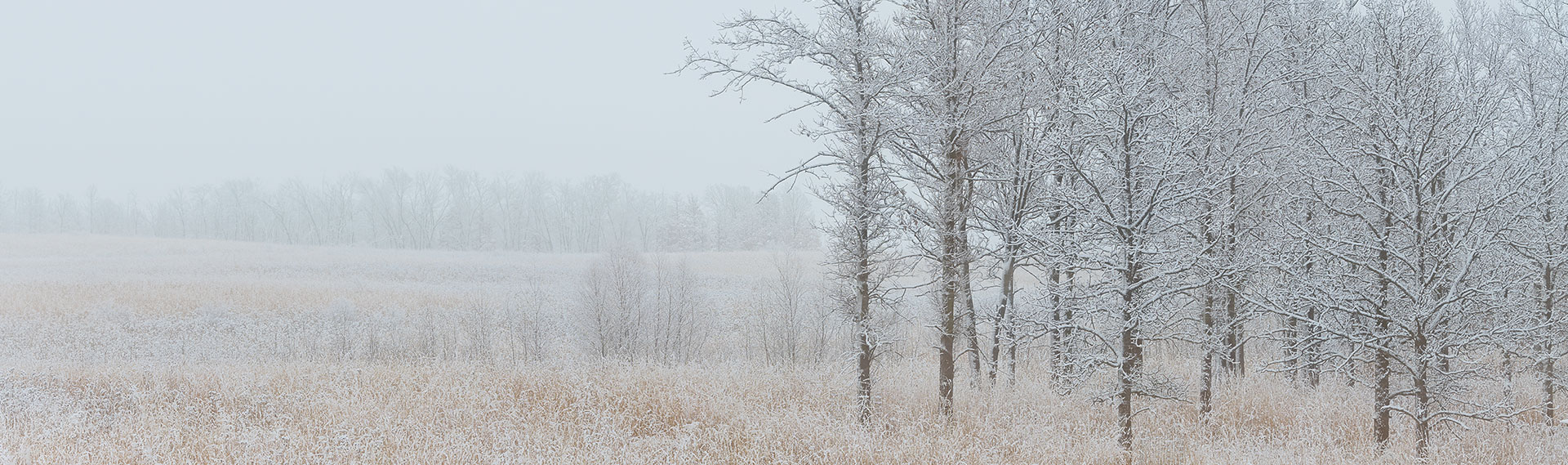 Frozen prairie in Lake County, Illinois