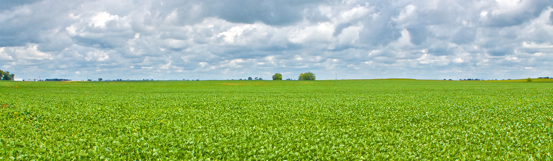 Soybean field, Illinois